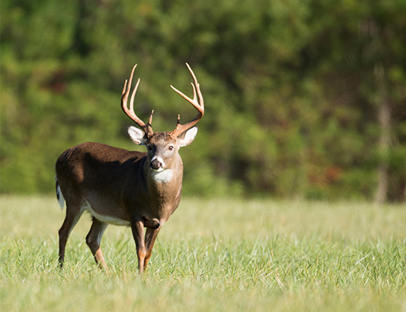 Deer