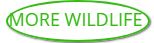 More Wildlife, Logo More Wildlife, Logo