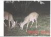 Second Deer